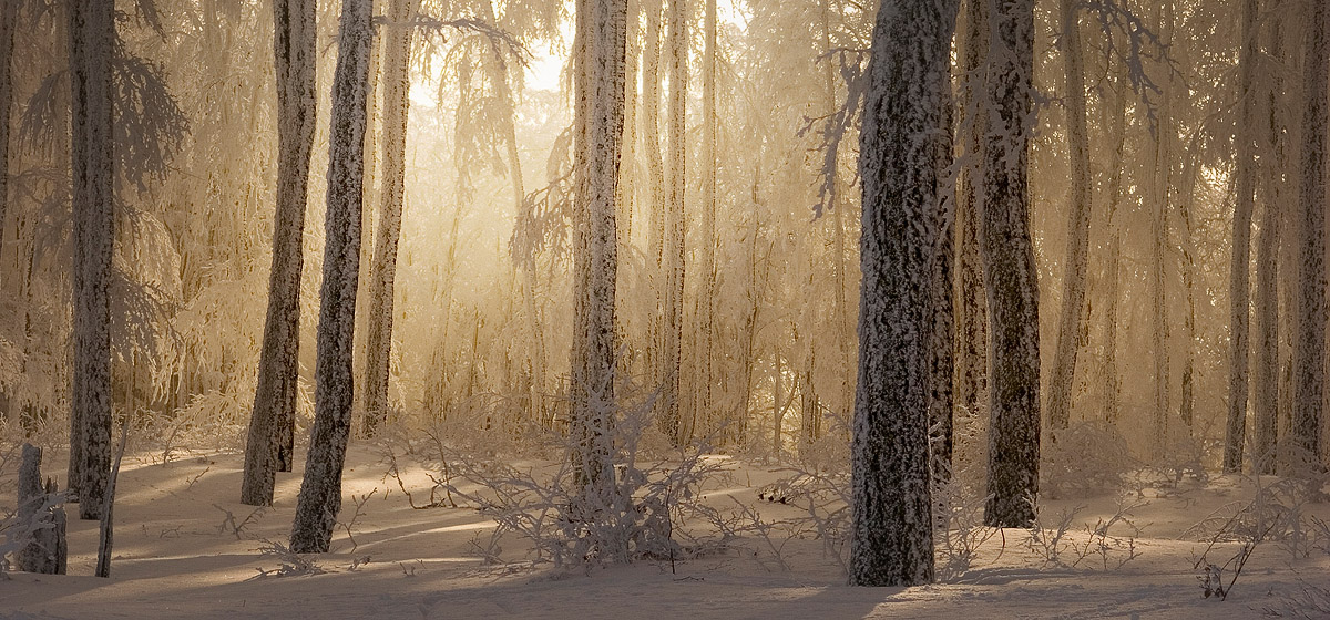 Forêt des Vosges sous la neige