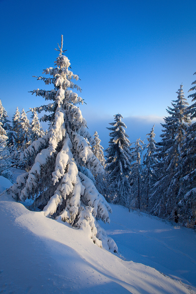 Proche du Mummelsee