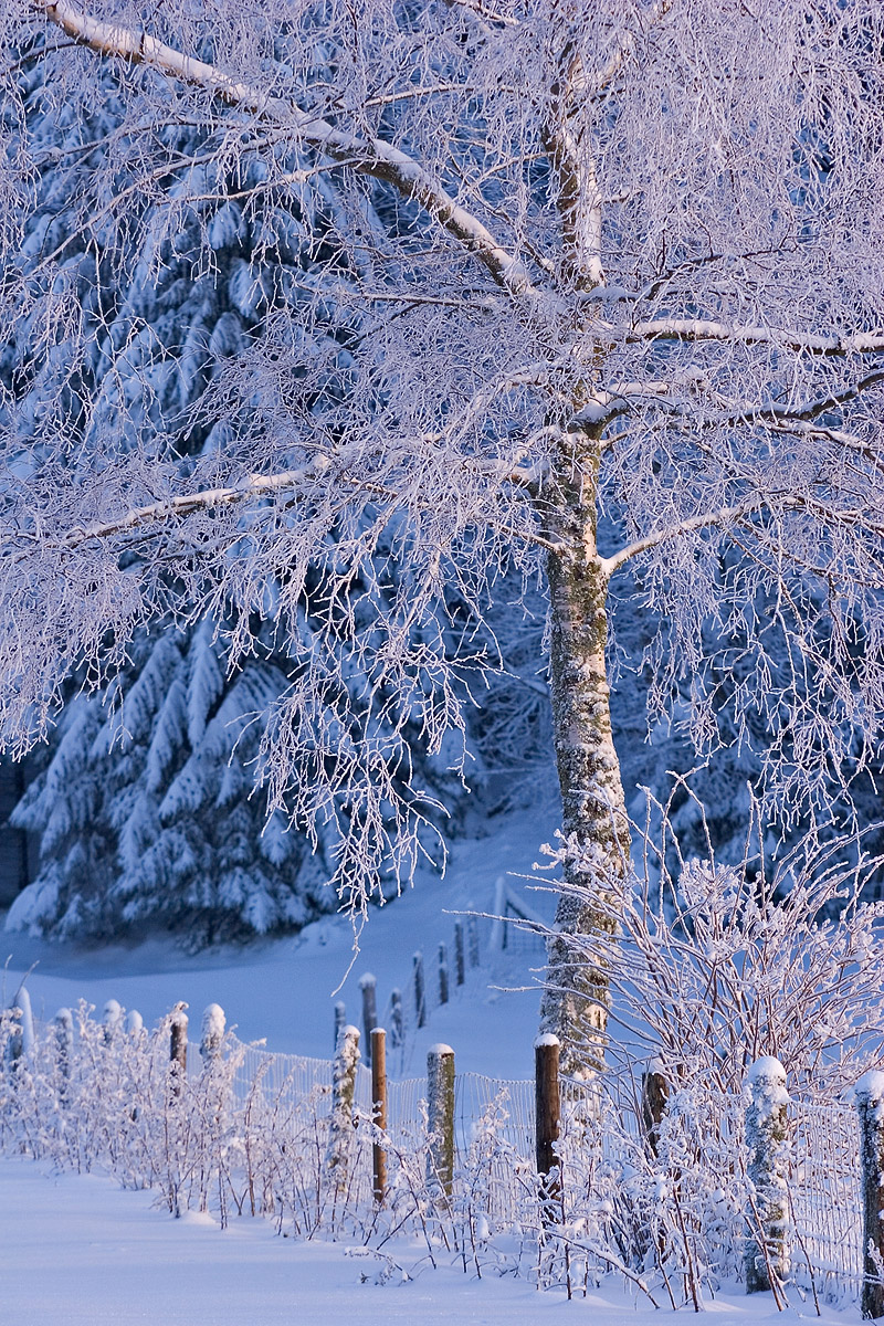 Ambiance glaciale