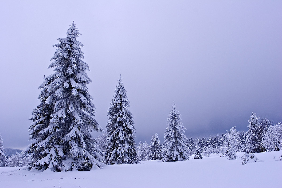 Sapins vosgiens sous la neige