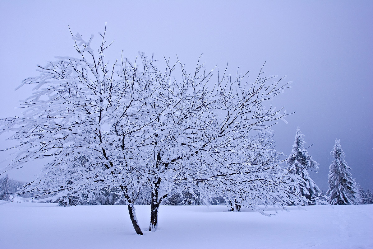 Arbre sous la neige