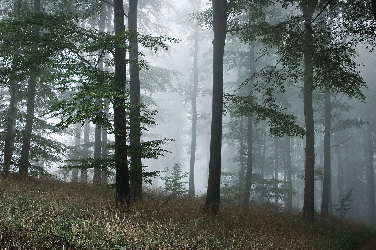 Waldstimmung