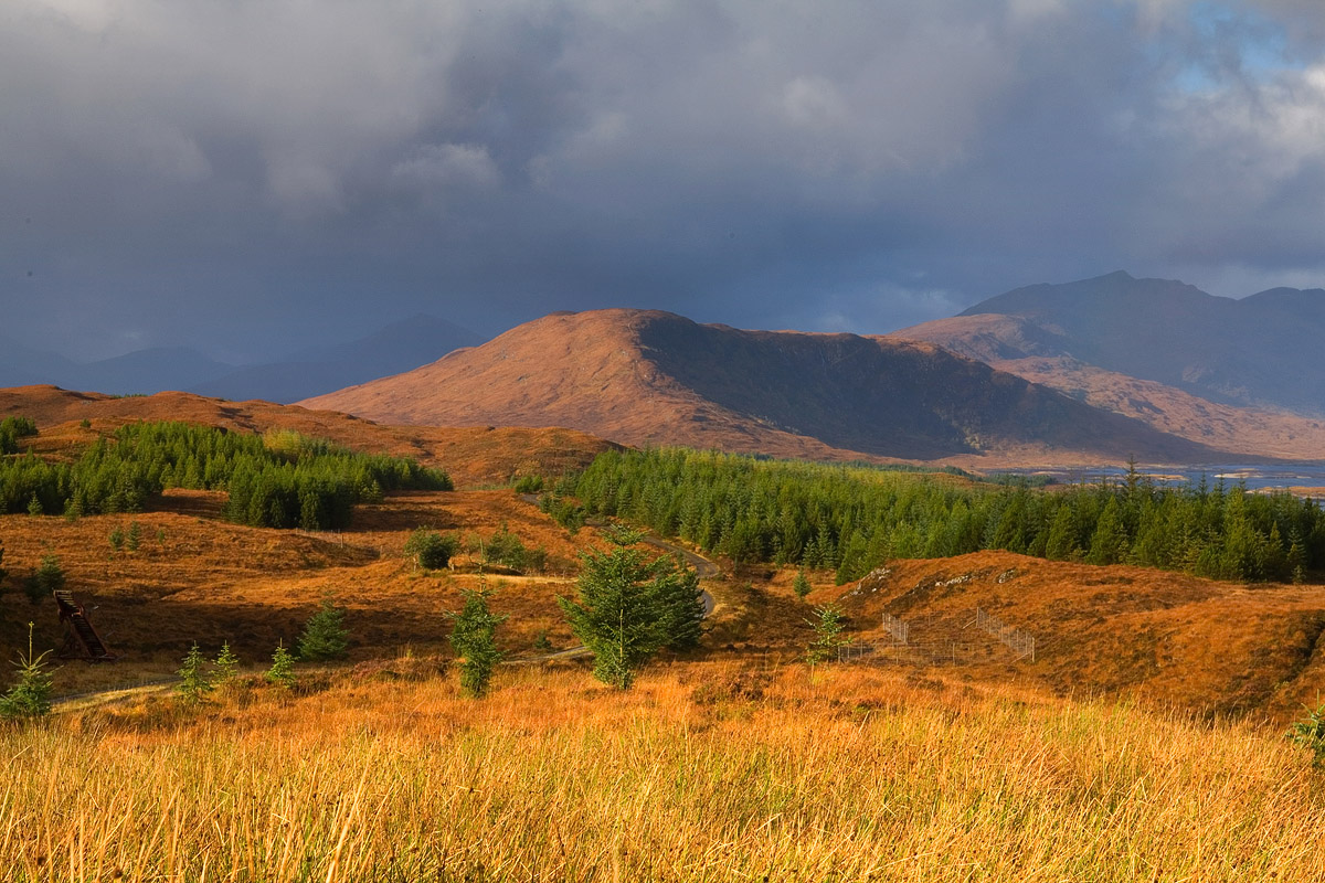 Gold Season II (Loch Loyne)