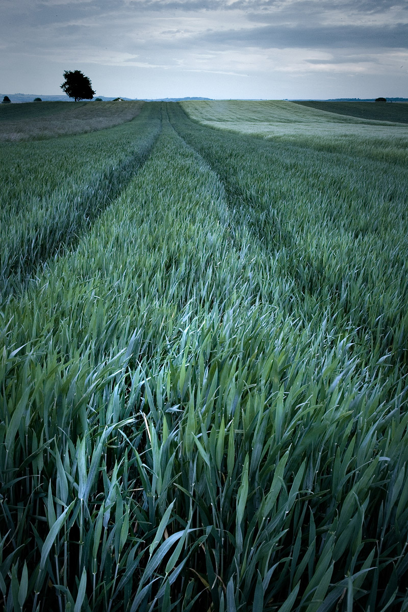 Champs de blé