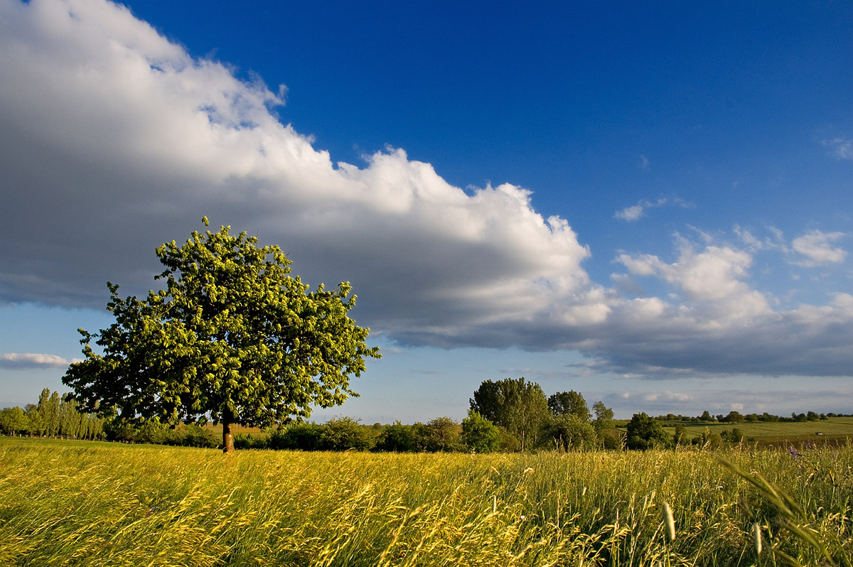 Paysage champêtre